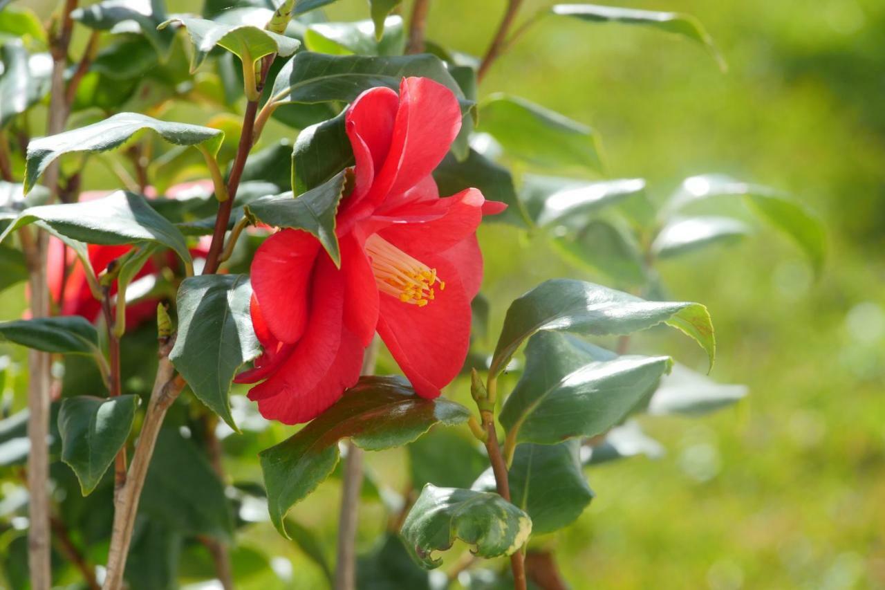 Villa Chiara 莱韦拉诺 外观 照片
